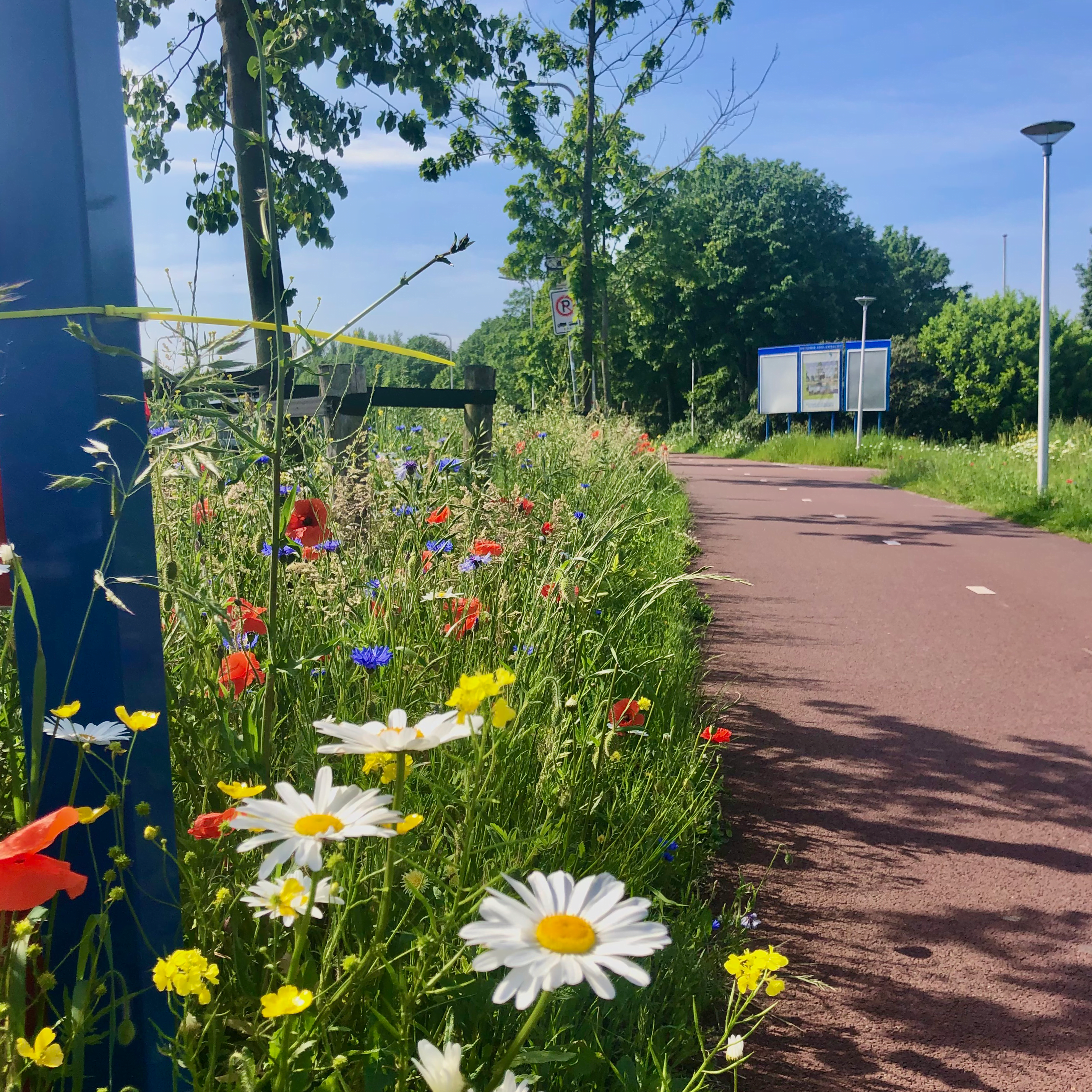 Fietspad Noordeinde Hendrik-Ido-Ambacht met berm vol bloemen