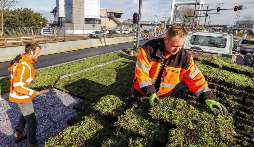 buitendienst medewerkers hebben Sedum-matten-neergelegd-op-vernieuwd-Dordtse-Mijl-Laan-dv-naties-Dordrecht
